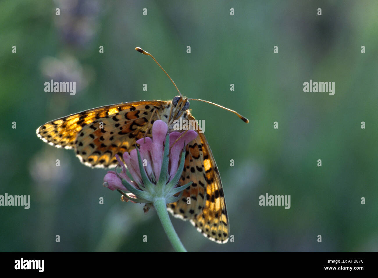 L'Fritillary papillon melitaea trivia Banque D'Images