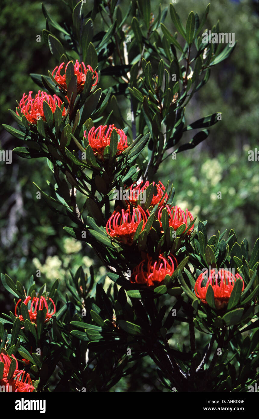 Un Waratah de Tasmanie près de Frenchmans Cap à Tasmanias World Heritage Area Wilderness, Tasmanie, Australie. Banque D'Images