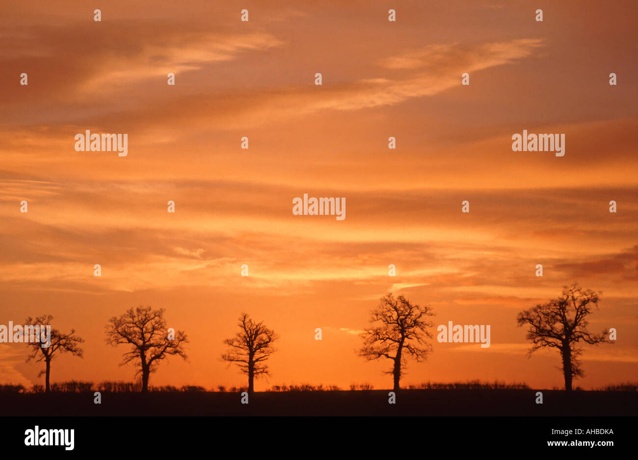 Ligne de 5 arbres d'hiver on hilltop silhouetted against orange Banque D'Images