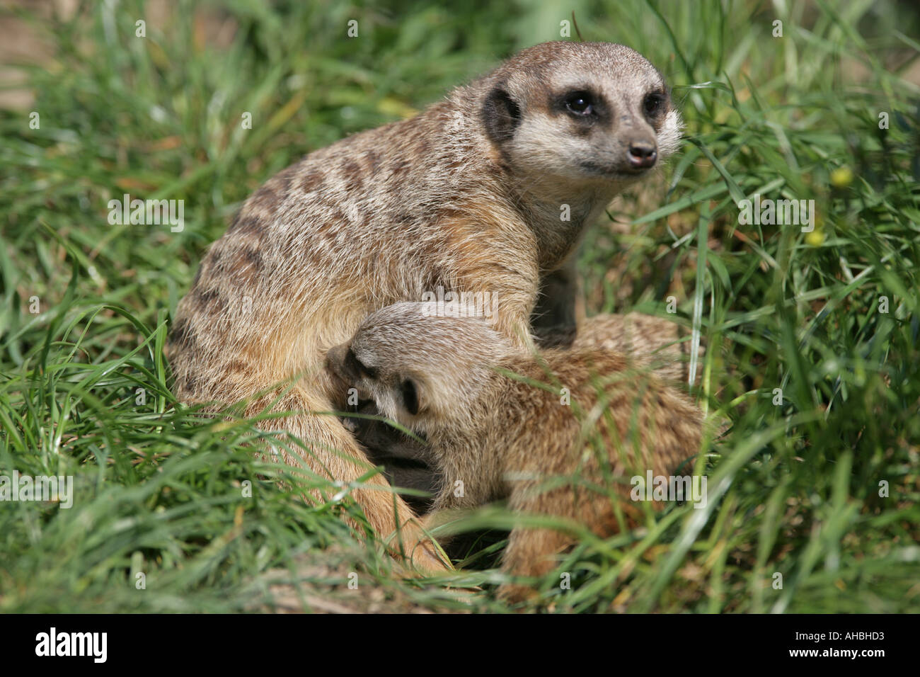 Homme de la terre mère suricates avec bébé - potable Suricata suricatta Banque D'Images