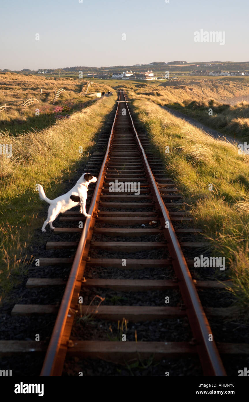 Bushmills Railway Co Antrim avec chien Banque D'Images