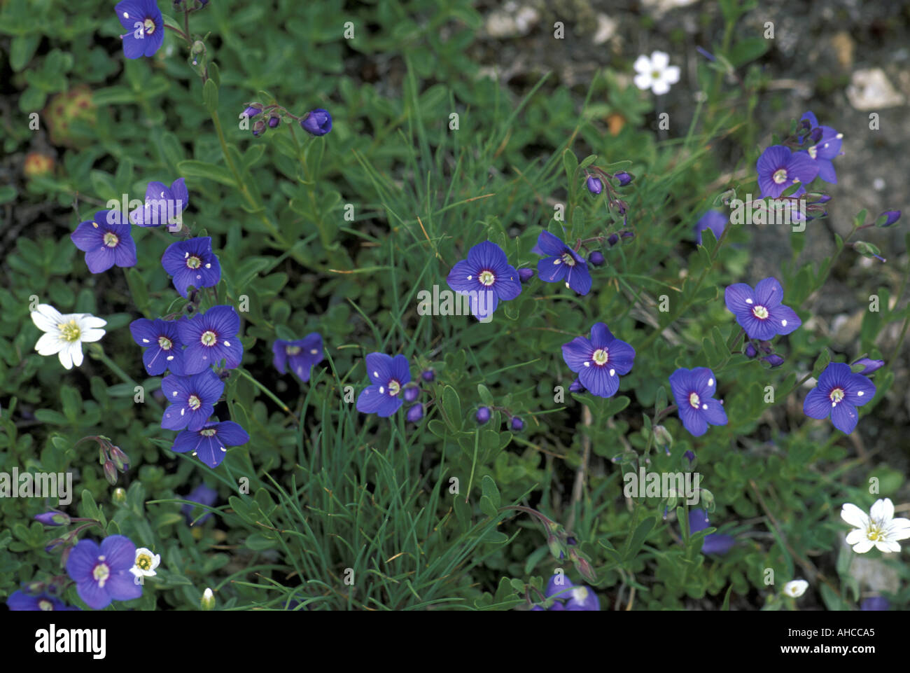 Veronica Fruticans Alpi Italie Banque D'Images