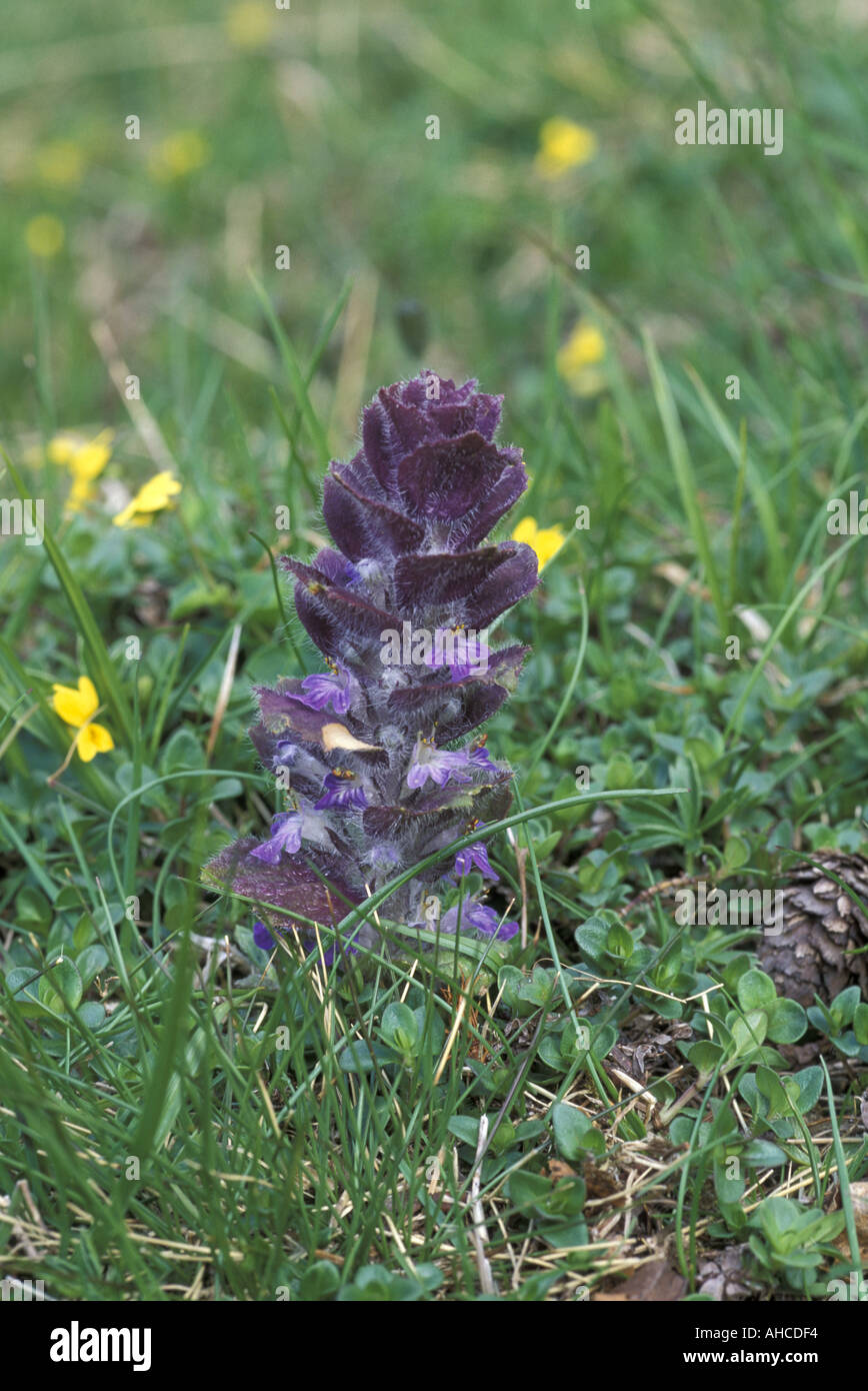 Ajuga pyramidalis Alpi Italie Banque D'Images