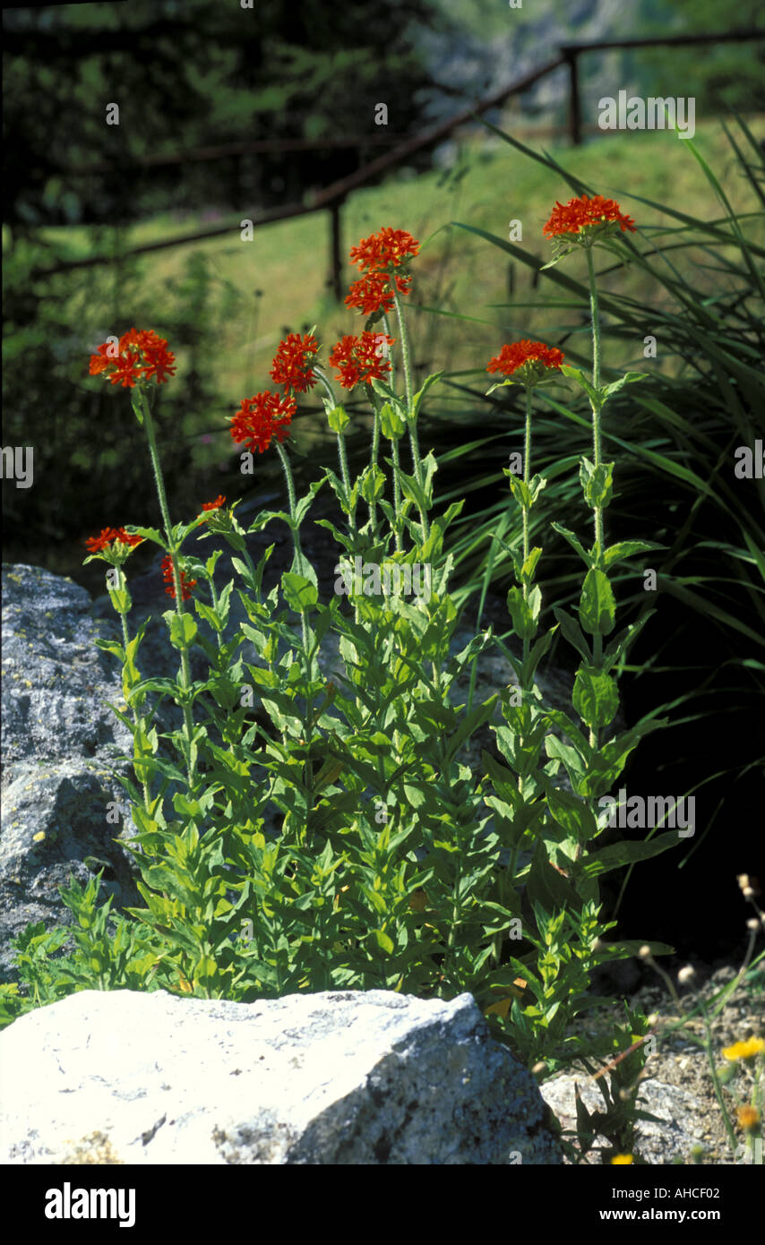 Lychnis Chalcedonica Italie Italie du Sud Banque D'Images