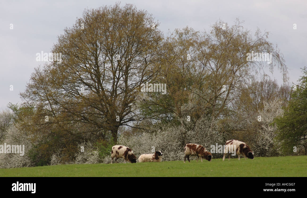 Brown et blanc moutons paissent sur l'herbe au printemps dans un champ à côté d'une couverture pleine de prunellier Prunus spimosa en fleur Banque D'Images