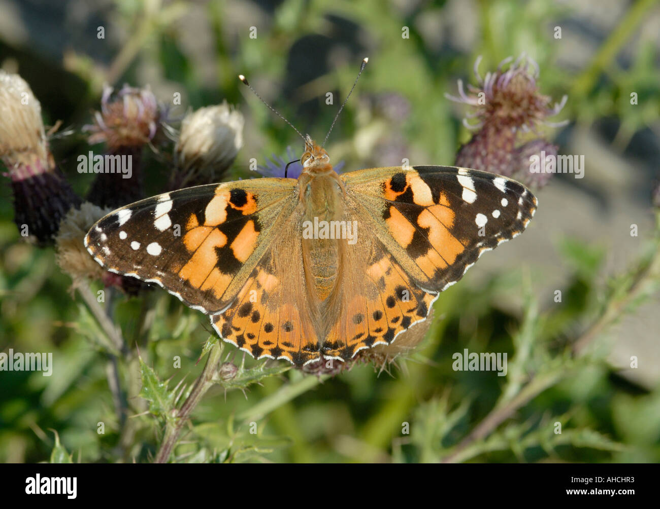 Papillon Belle Dame Vanessa cardui avec ailes ouvertes sur un chardon d'alimentation Banque D'Images