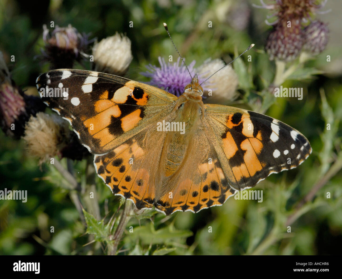 Papillon Belle Dame Vanessa cardui avec ailes ouvertes qui se nourrit d'une chardon Cirsium arvense Banque D'Images