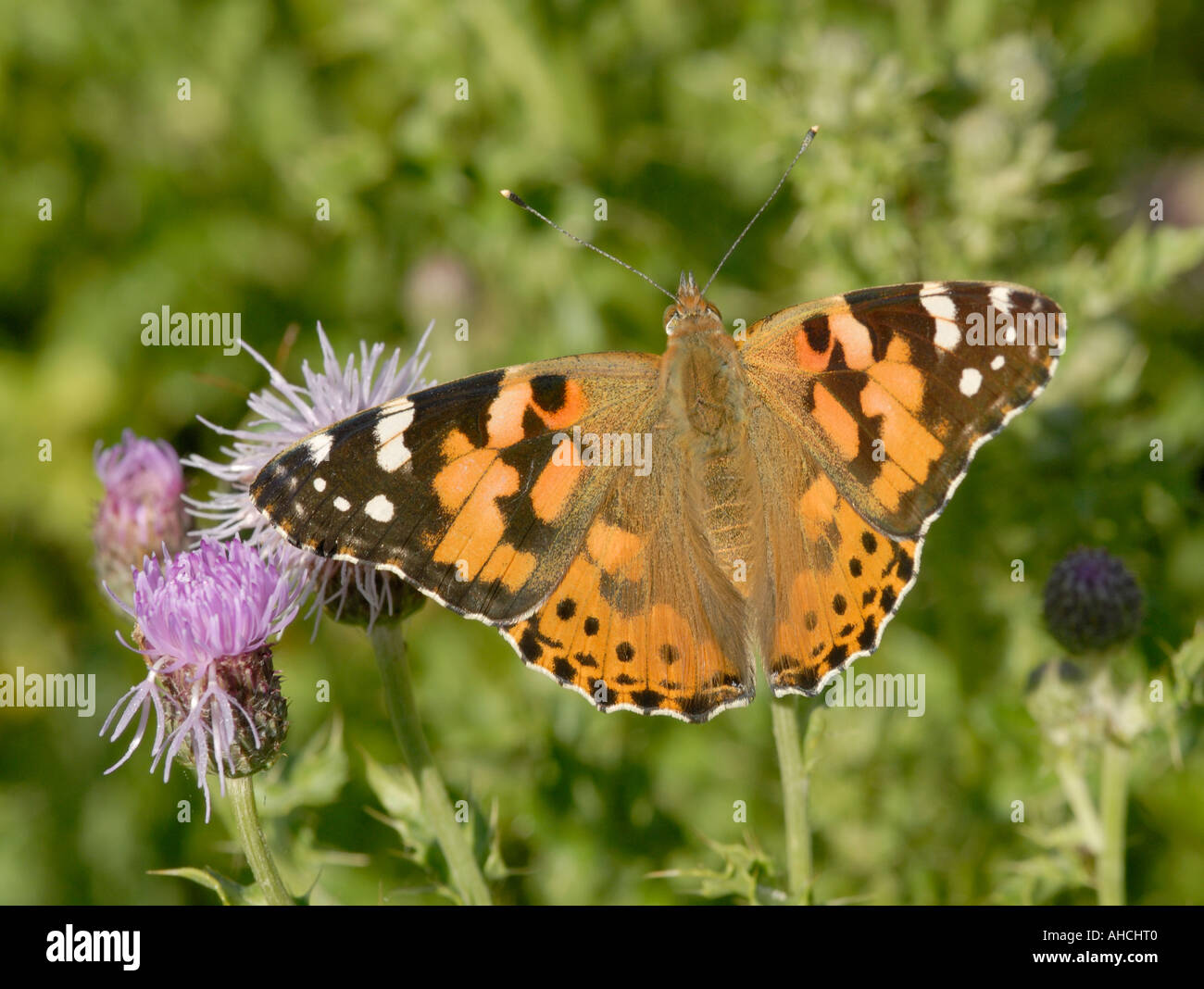Papillon Belle Dame Vanessa cardui avec ailes ouvertes sur un chardon d'alimentation Banque D'Images