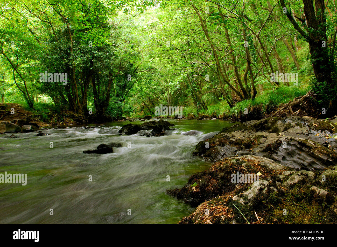Au pont de la rivière Teign Fingle Dartmoor dans le sud du Devon en Angleterre avec arbres Banque D'Images