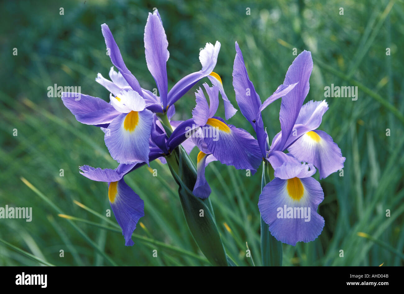 Iris xiphium Italie Italie du Sud Banque D'Images