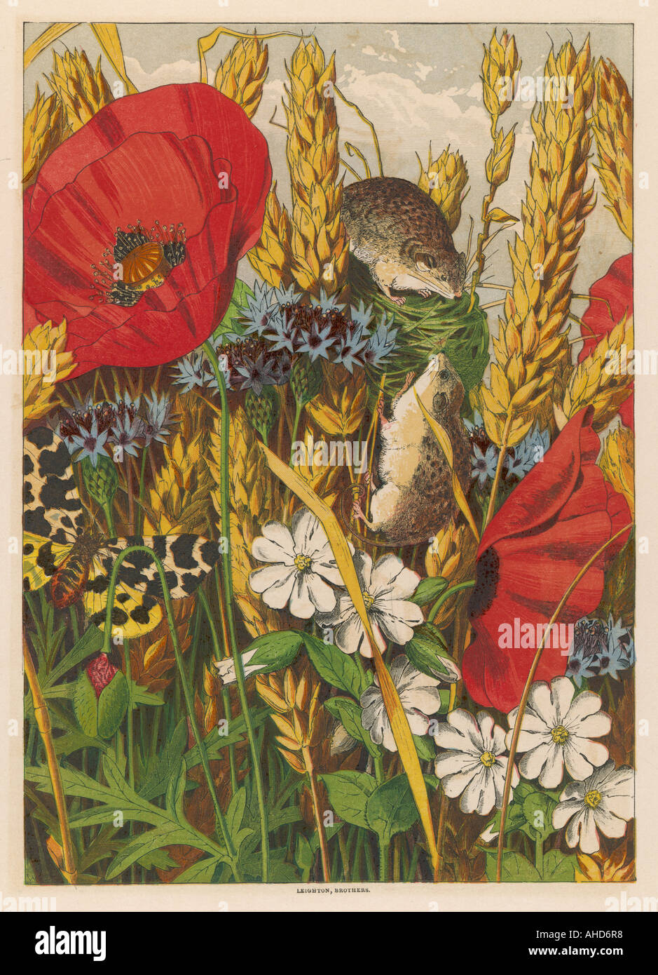 Les souris de la récolte 1869 Banque D'Images