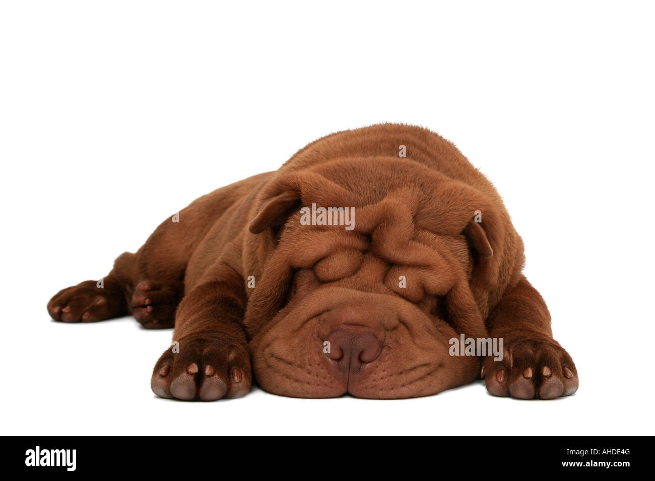 Shar Pei, Chinois Shar-Pei (Canis lupus f. familiaris) Banque D'Images