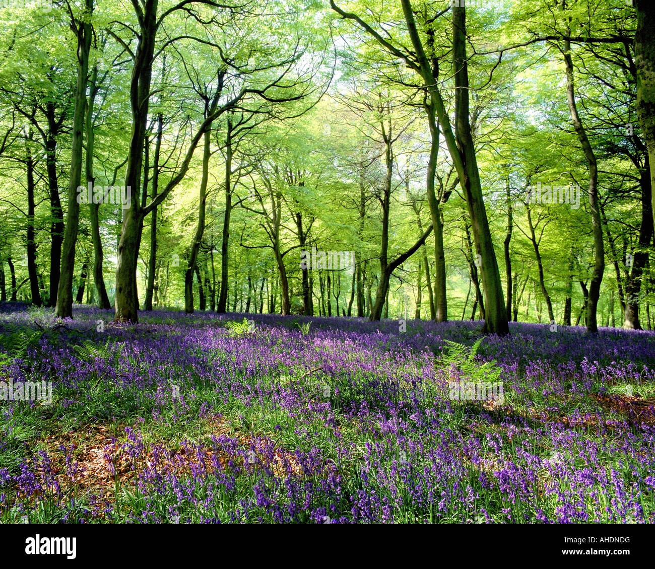 Go - OXFORDSHIRE : jacinthes des bois du doyen inférieur à Banque D'Images