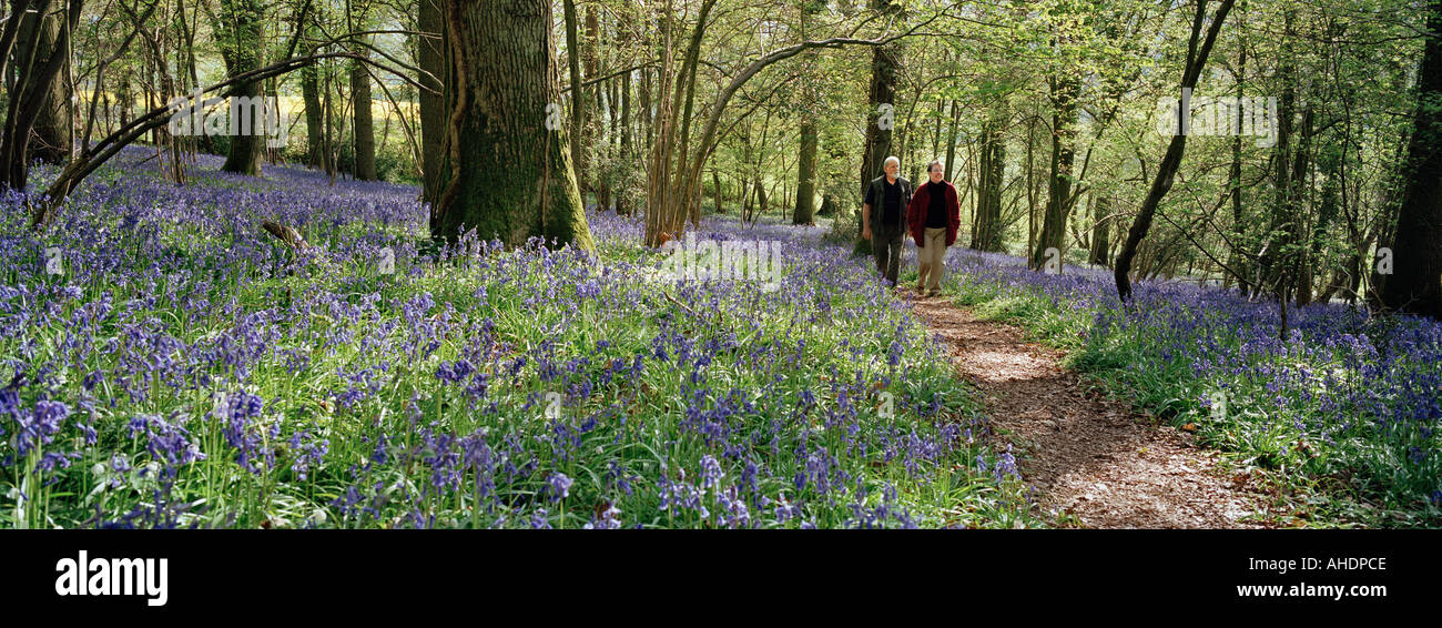 Vieux COUPLE WALKING IN BLUE BELL BOIS FORÊT DE DEAN UK WYE VALLEY Banque D'Images