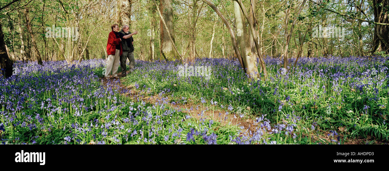 L'OBSERVATION DE LA NATURE VIEUX COUPLE WALKING IN BLUE BELL BOIS FORÊT DE DEAN UK WYE VALLEY Banque D'Images