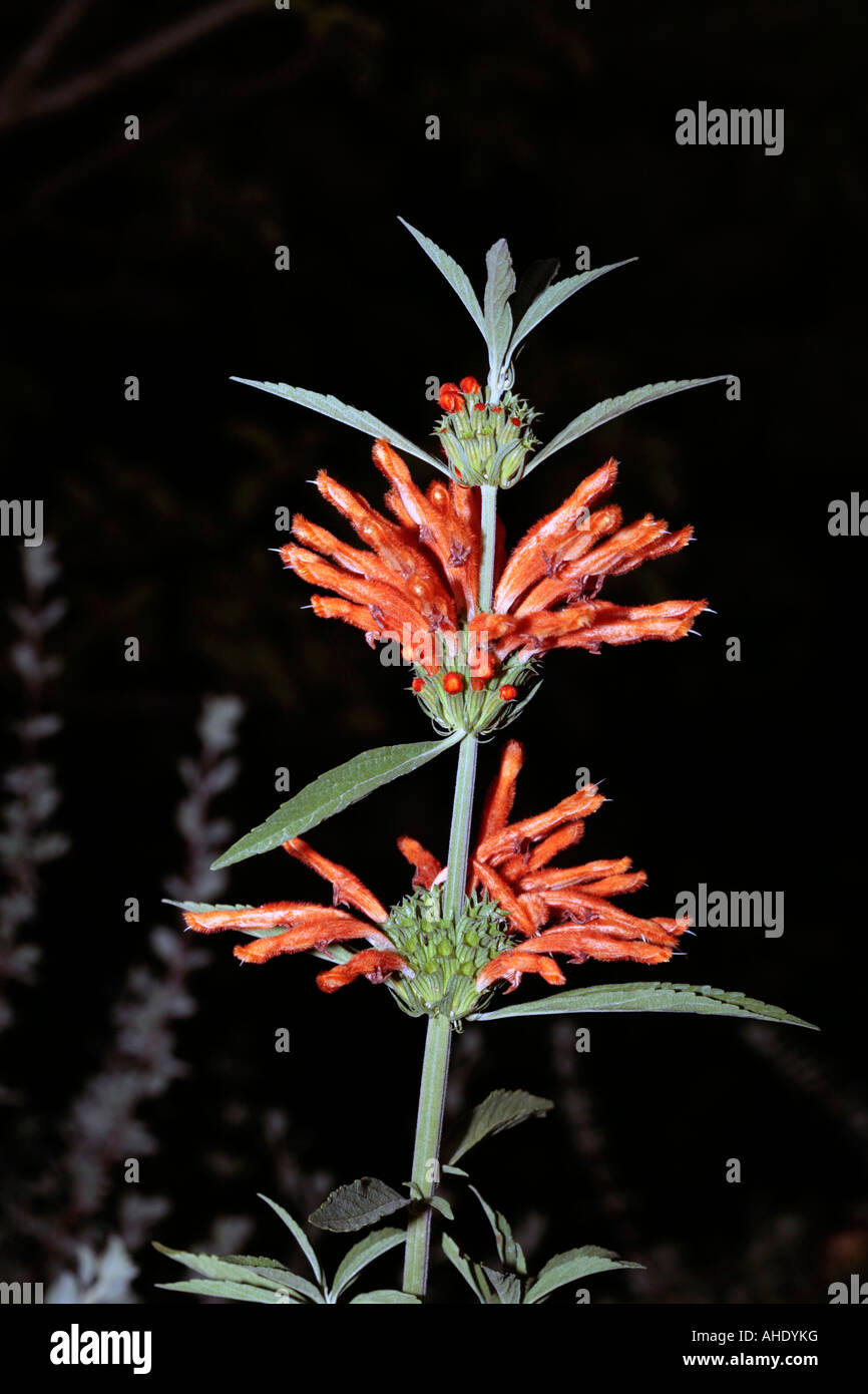 L'oreille du Lion fleur - Leonotis leonurus Banque D'Images