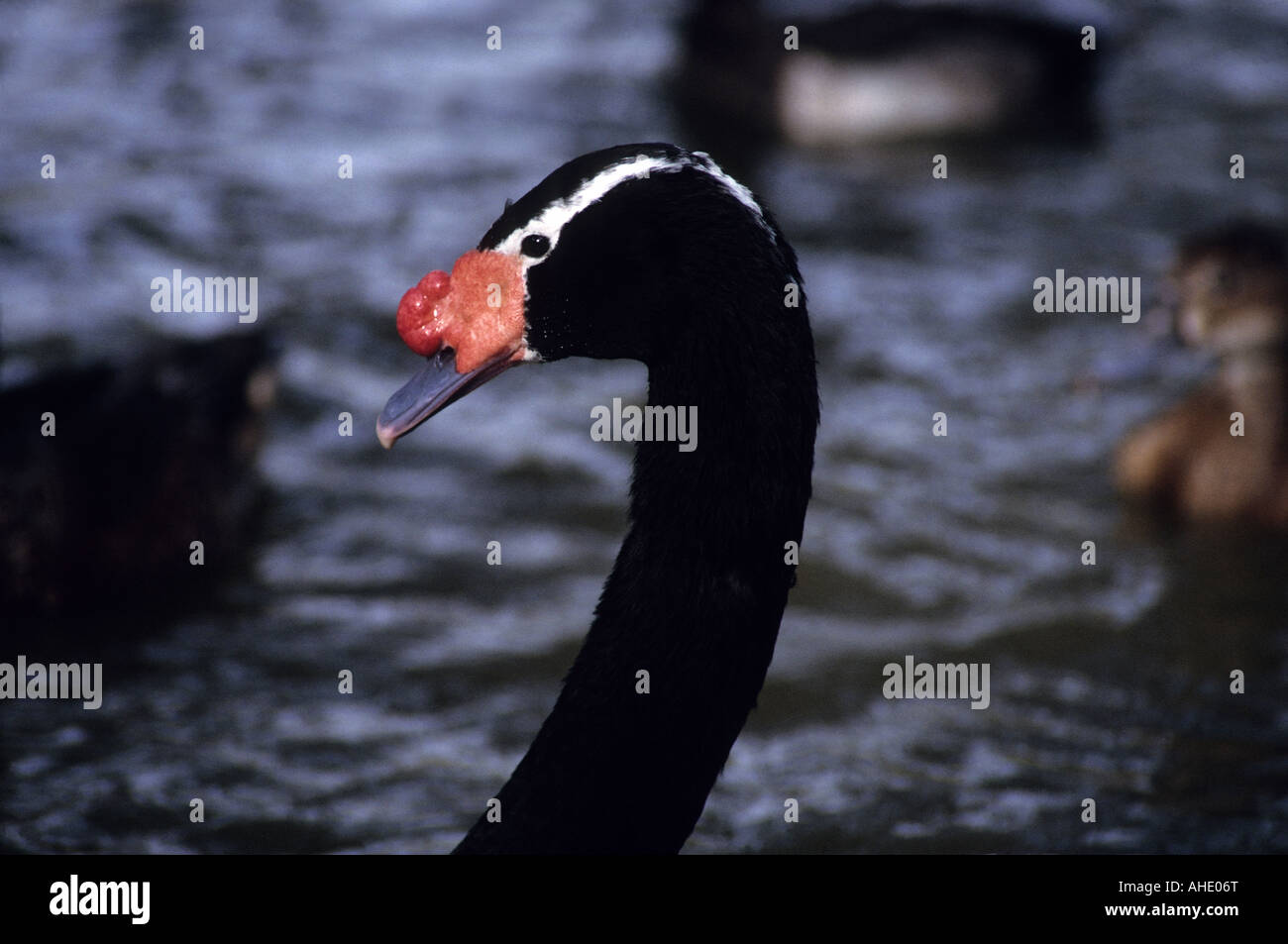 Black-necked Swan Cygnus melanocoryphus- Banque D'Images