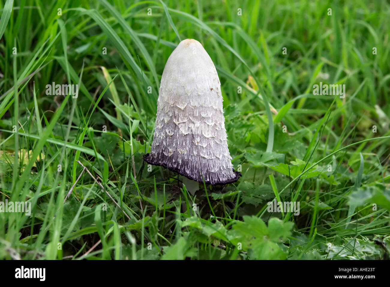 La perruque d'un avocat (Coprinus comatus toadstool). UK Banque D'Images