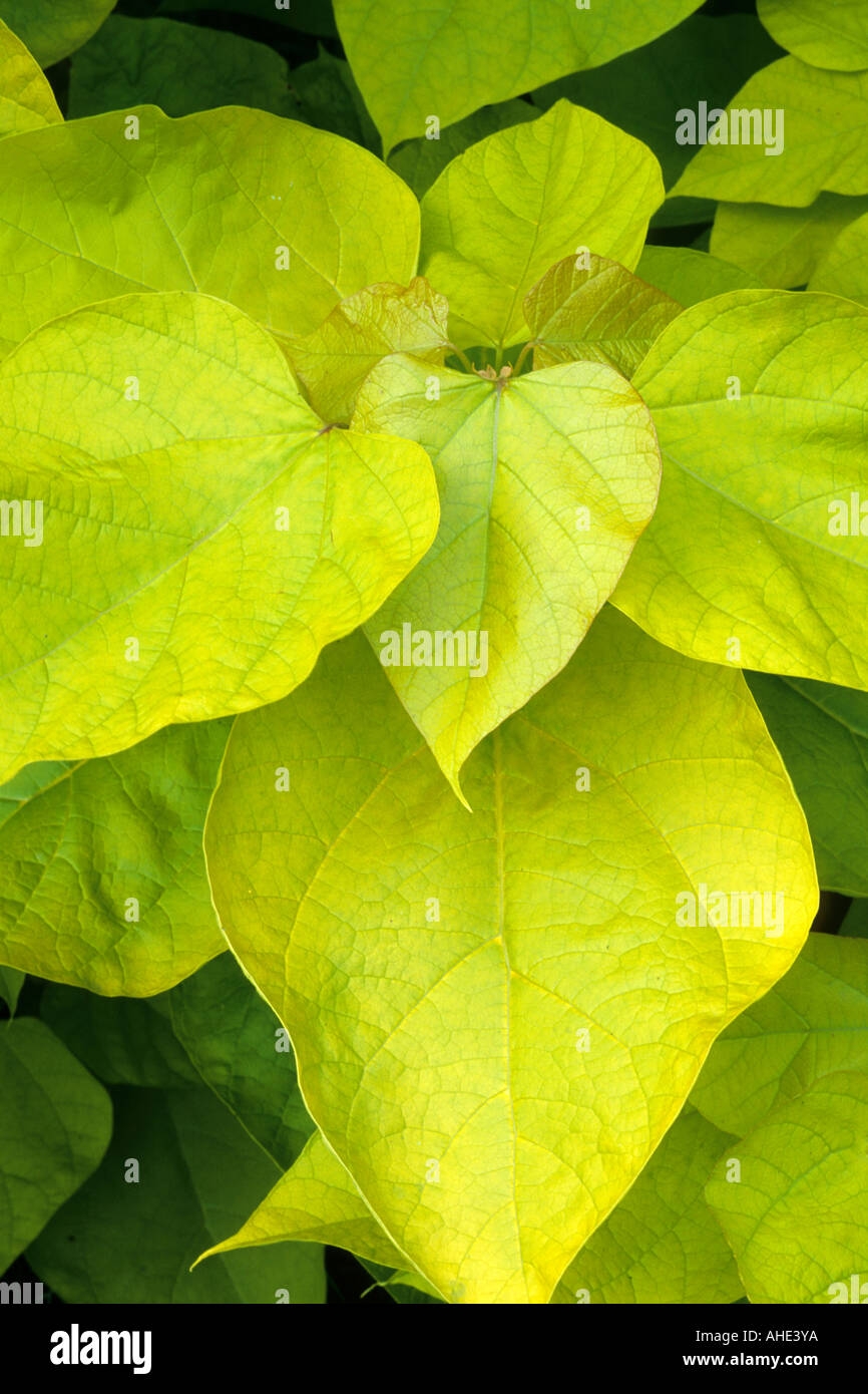 Catalpa bignonioides 'Aurea' feuillage jaune, jardin plante catalpas Banque D'Images