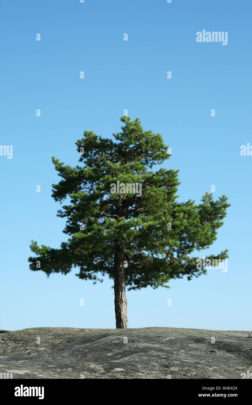 Petit sapin de plus en plus parmi les rochers dans l'archipel suédois Banque D'Images