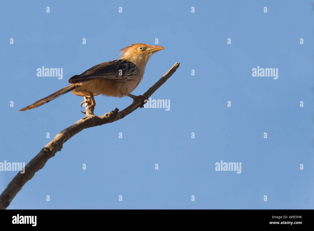 Guira cuckoo contre le ciel bleu. Photo prise dans le Cerrado brésilien, contre le ciel bleu. Banque D'Images