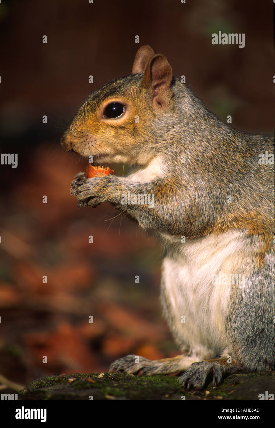 L'écureuil gris Sciurus carolinensis, manger, d'un écrou dans Lemaingotn Jephson Jardins, Spa, Warwickshire, Royaume-Uni. Banque D'Images