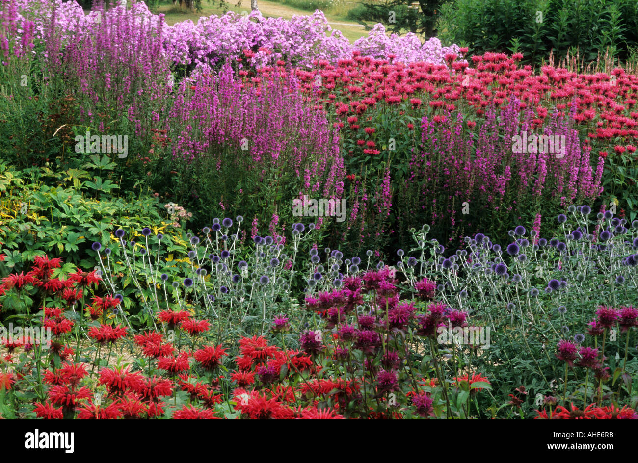 Pensthorpe Jardin Millenium, Norfolk, Monarda designer Piet oudolf Lythrum Phlox Banque D'Images