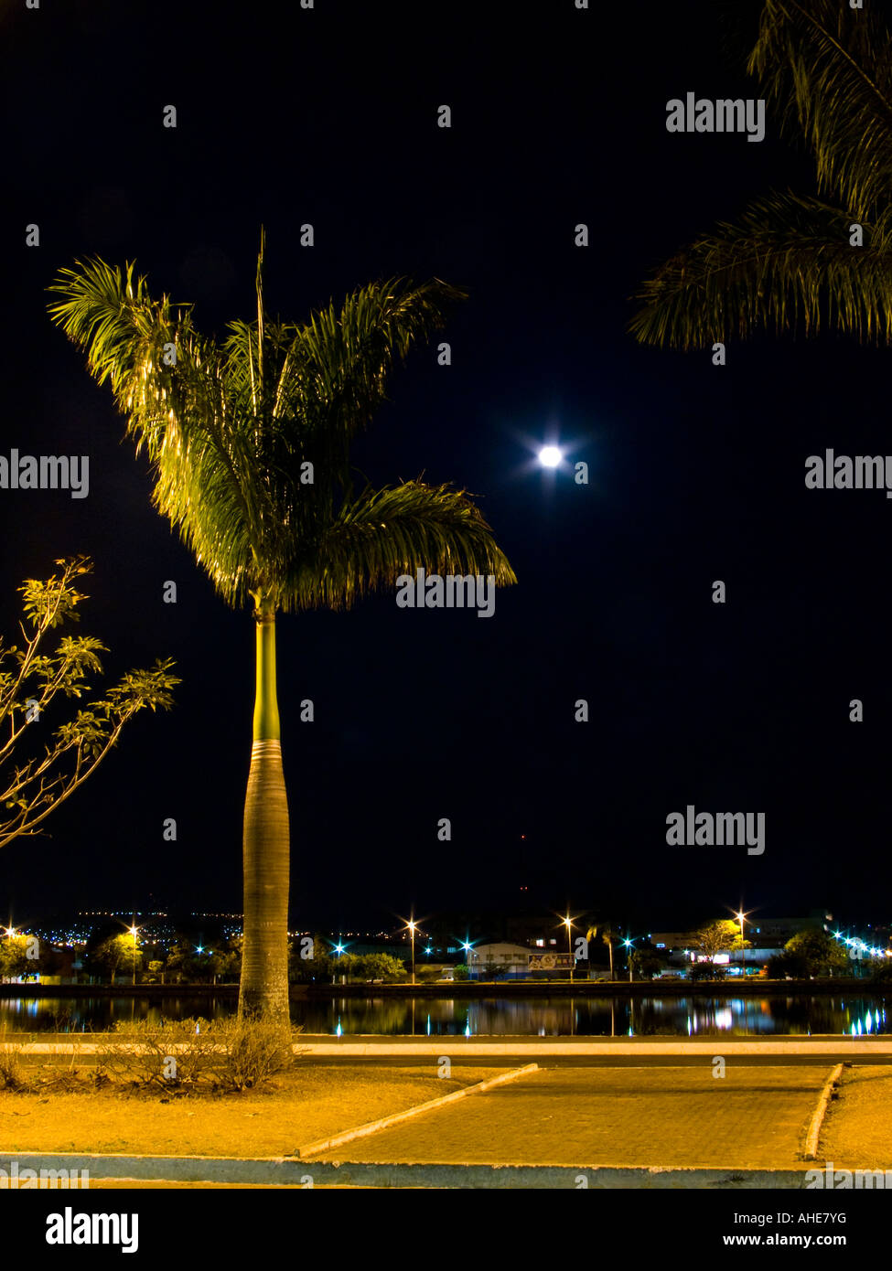 Photo de nuit d'un palmier avec lune sur l'arrière-plan Banque D'Images