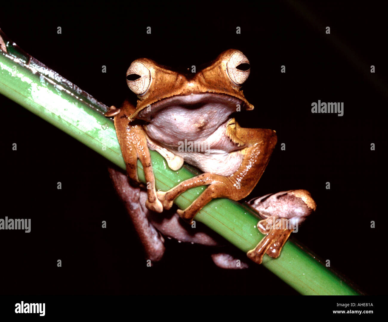 Sp grenouille Bornéo Sabah inconnu Banque D'Images