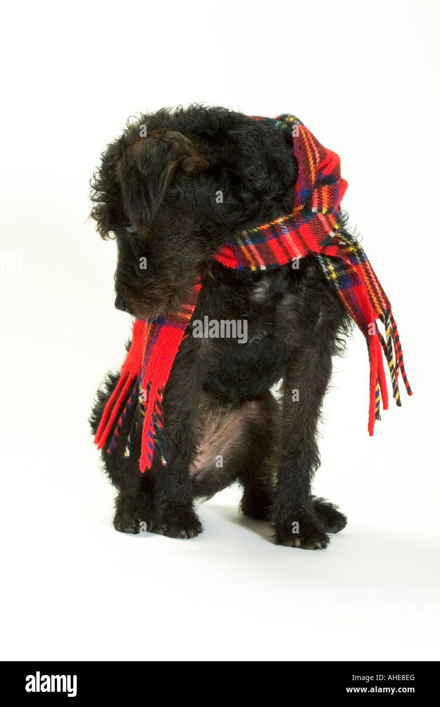 Black dog wearing scarf Banque D'Images