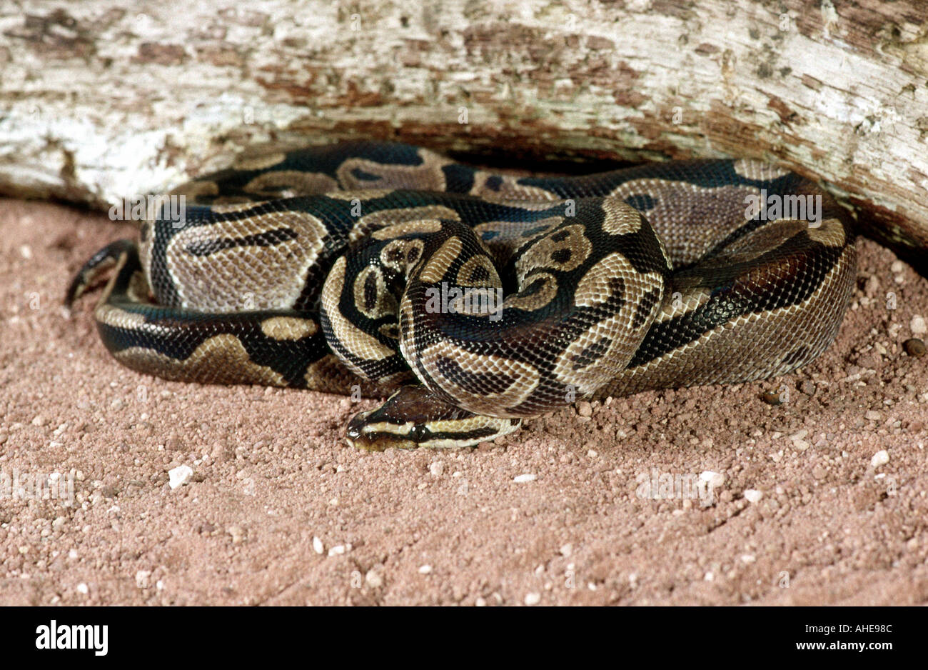 Royal ou ball Python, Python Regius, Pythonidae Banque D'Images