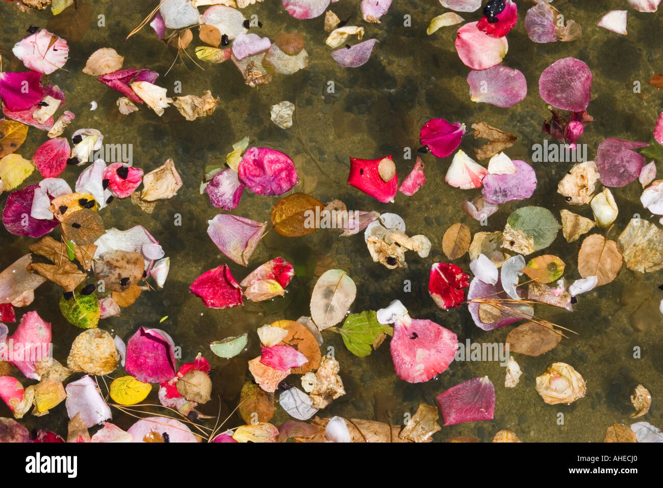 Pétales de fleurs flottant sur l'eau Banque D'Images