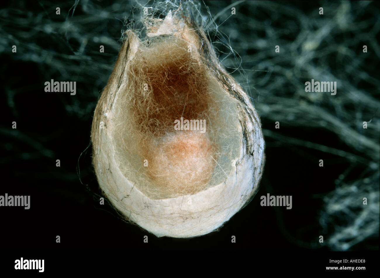 Un cocon araignées guêpe kokon peau enlevée à l'intérieur Banque D'Images