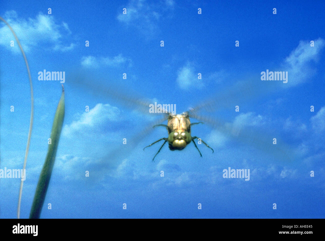 Dragon fly Mosaikjungfer AESHNIDAE Aeshna cyanea hawker Sud Libellules Libellules Demoiselle buzz bourdonnement dans l'air Banque D'Images