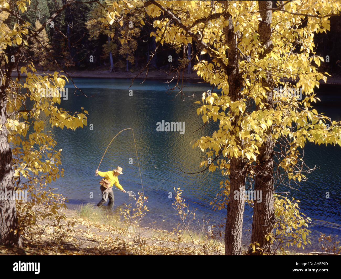 Pêcheur de mouche a Scout Lake dans l'Oregon encadrée par des branches de peuplier jaune couleur d'automne Banque D'Images