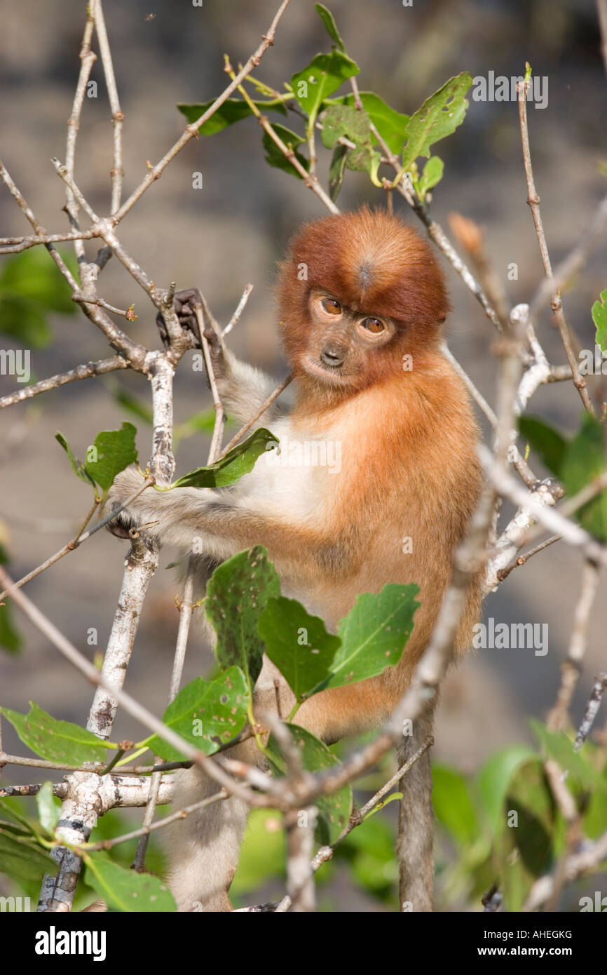 Proboscis Monkey juvéniles se nourrissent de mangroves dans Parc national de Bako, Sarawak, Bornéo Banque D'Images
