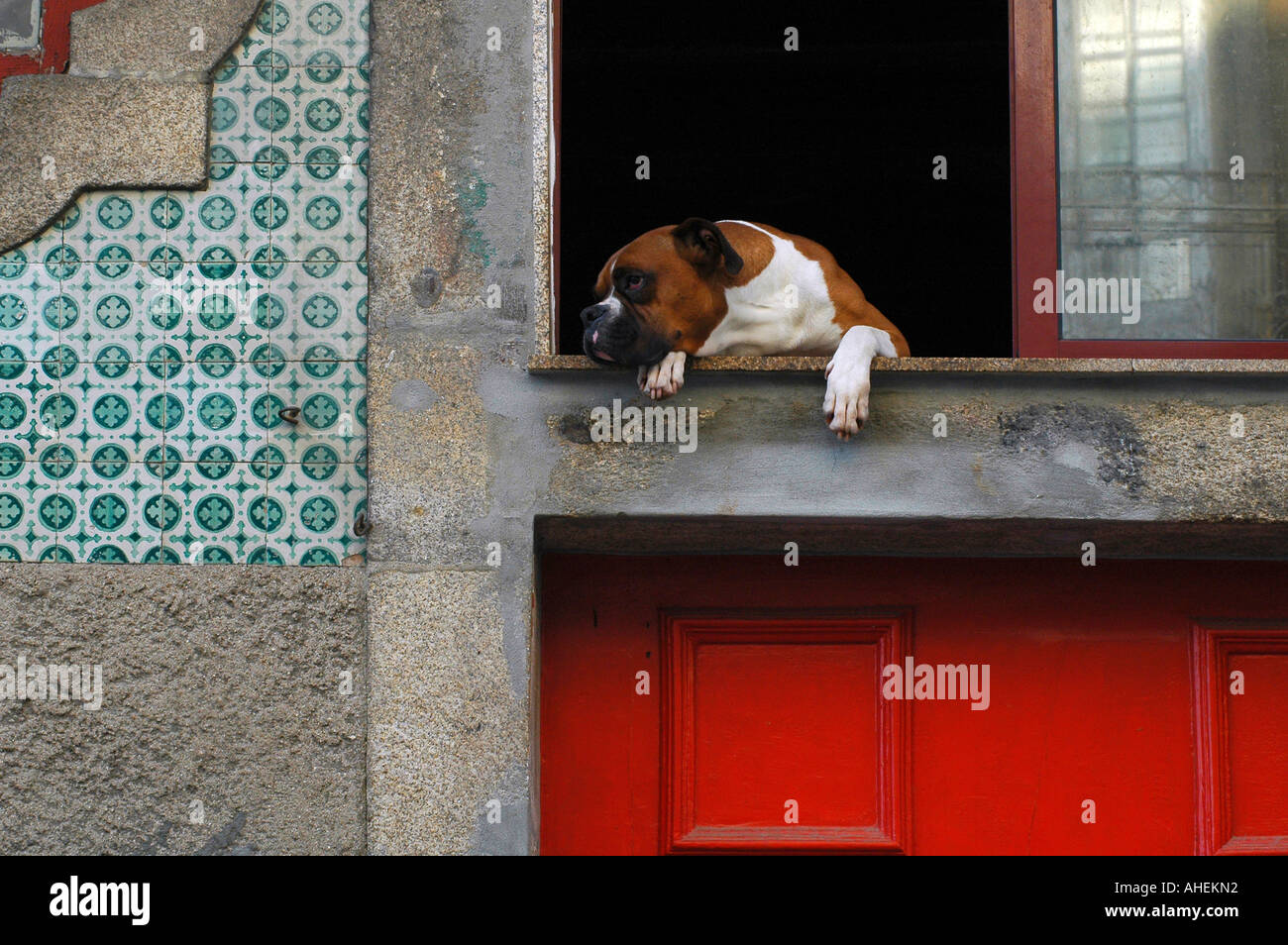Un chien Boxer sort d'une fenêtre d'un Bâtiment décoré de panneaux de carrelés à Porto Portugal Banque D'Images