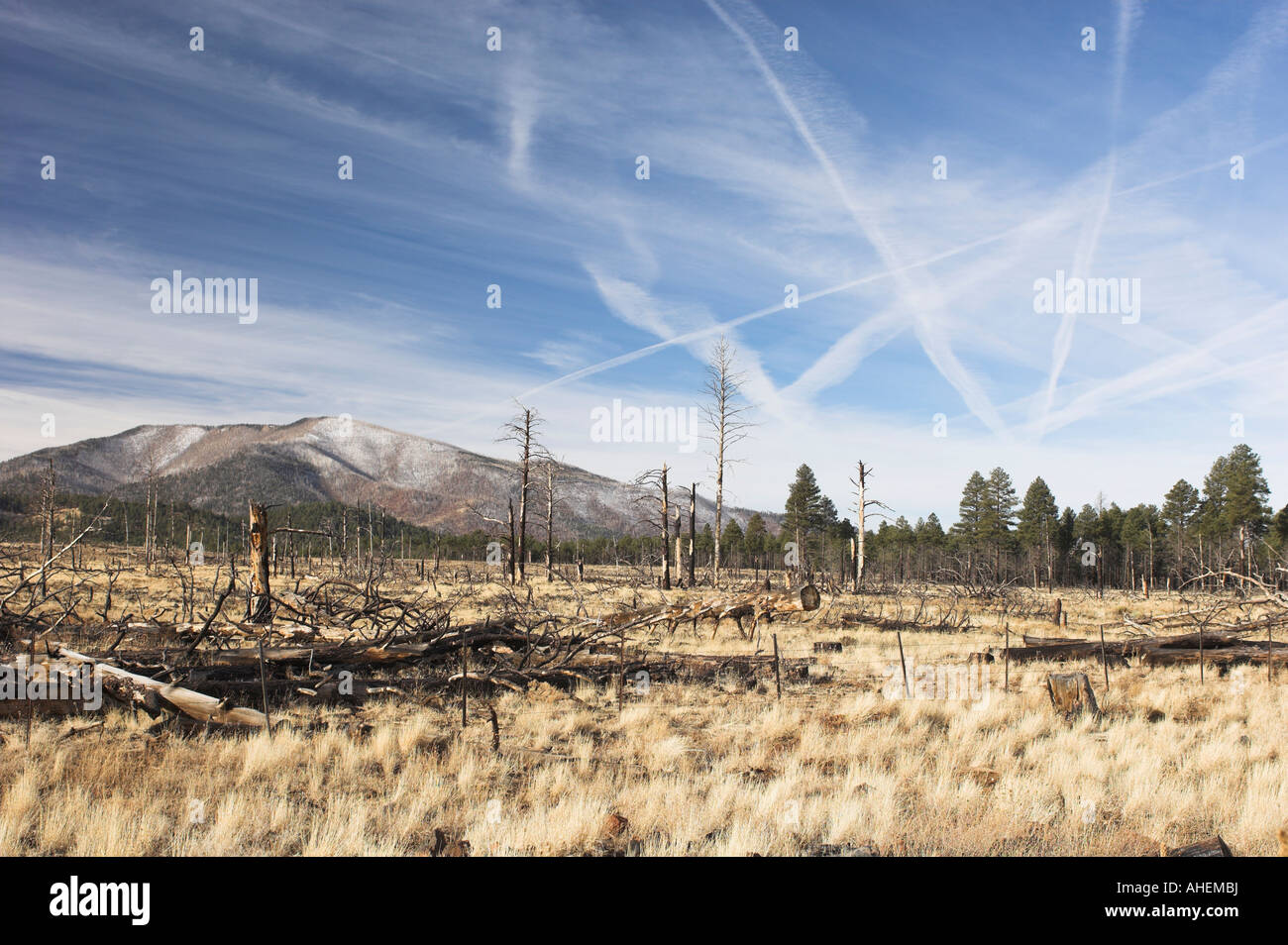 Domaine de Coconino National Forest dans le San Francisco Peaks qui a été connecté et brûlé Banque D'Images