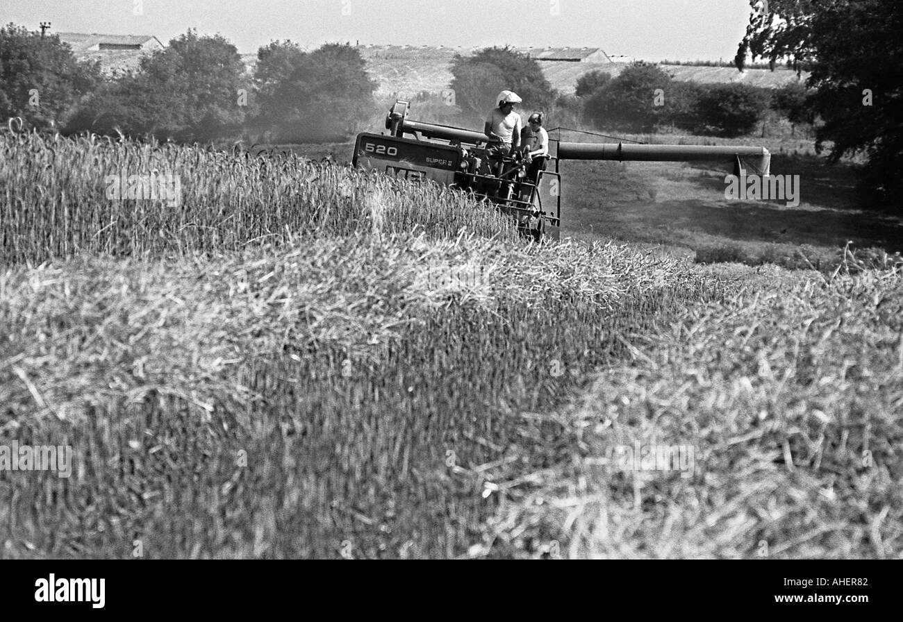 Ancien modèle de moissonneuse-batteuse, champ de maïs de 1980 Banque D'Images