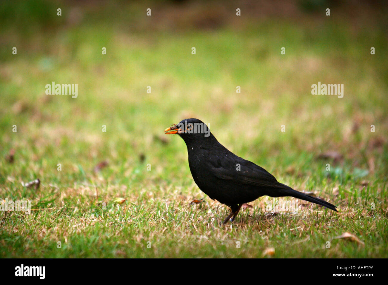 Un HOMME À LA RECHERCHE DE BLACKBIRD VERS SUR UN JARDIN PELOUSE UK Banque D'Images