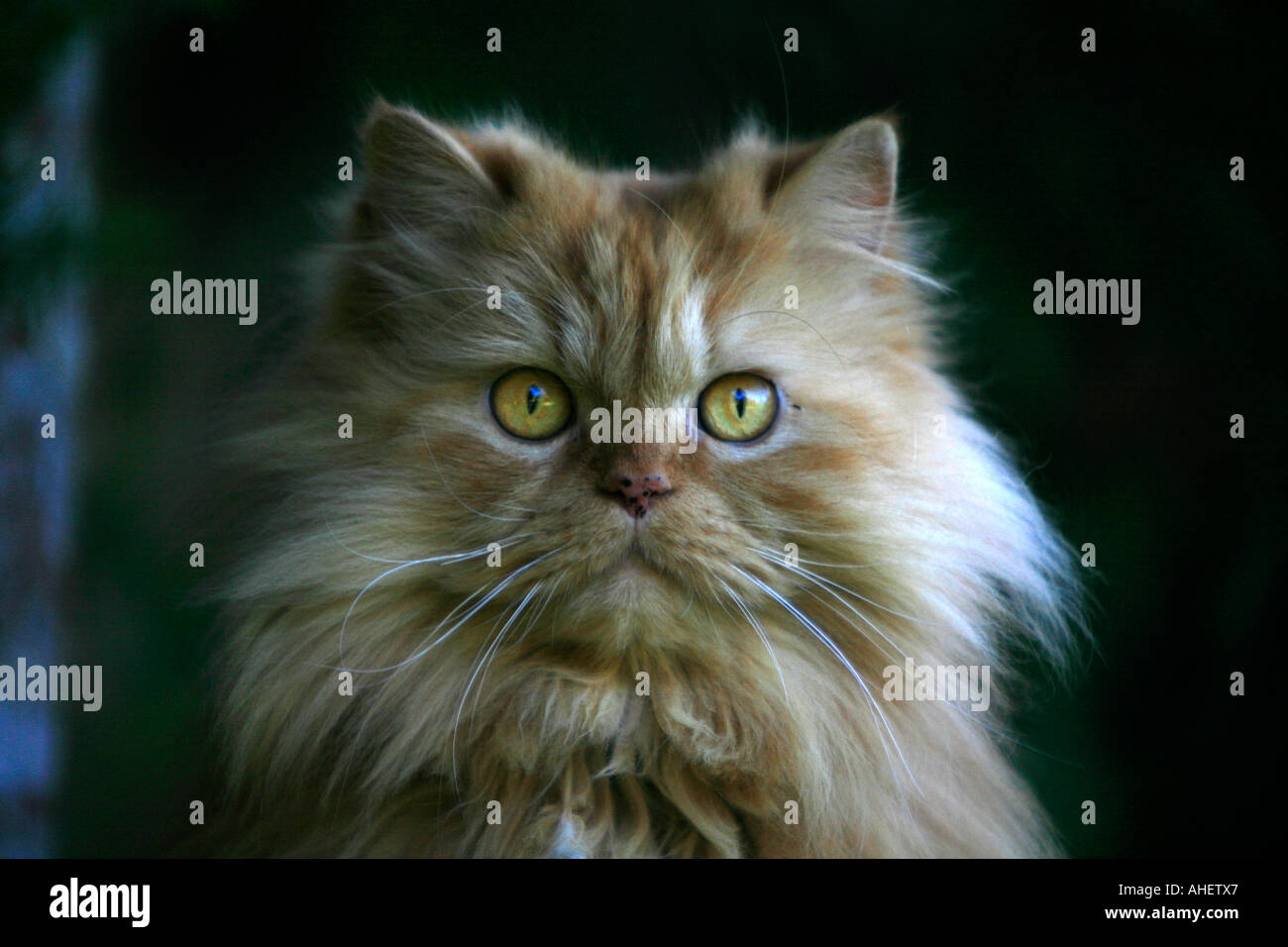 Un Persan Himalayan cat Photo Stock - Alamy