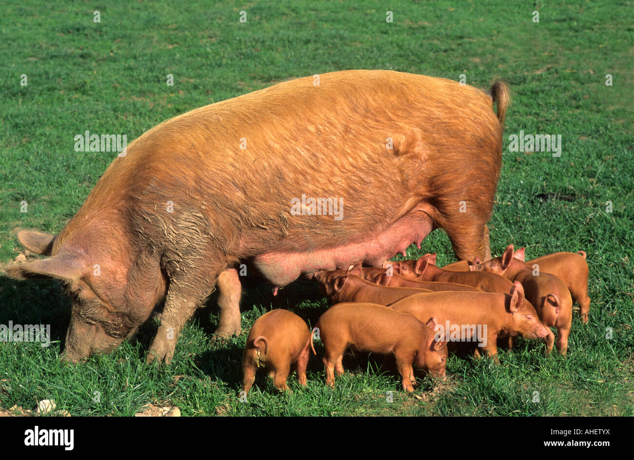 La famille cochon truie avec porcelets animaux de ferme groupe attachant charmant bébés mère Banque D'Images
