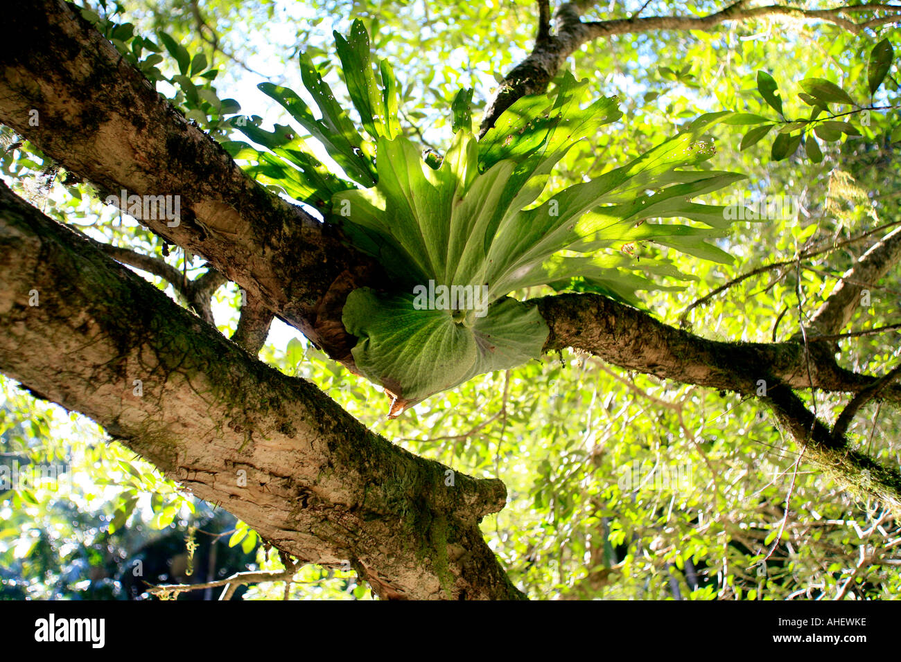 Forêt à pied dans l'arrière-pays de Byron Bay en Australie Banque D'Images