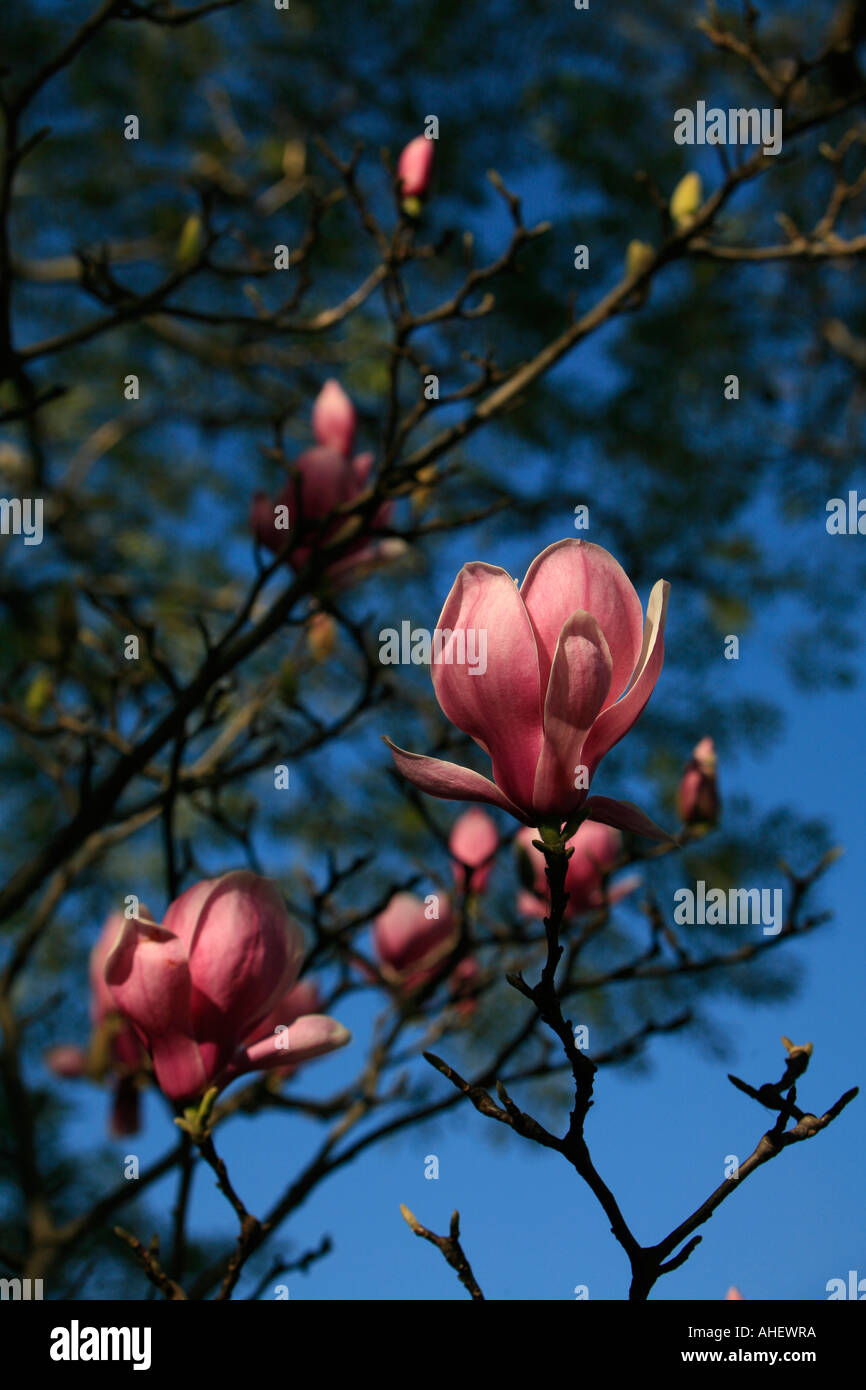 Un magnolia rose en fleurs sur une belle journée de printemps ensoleillée Banque D'Images