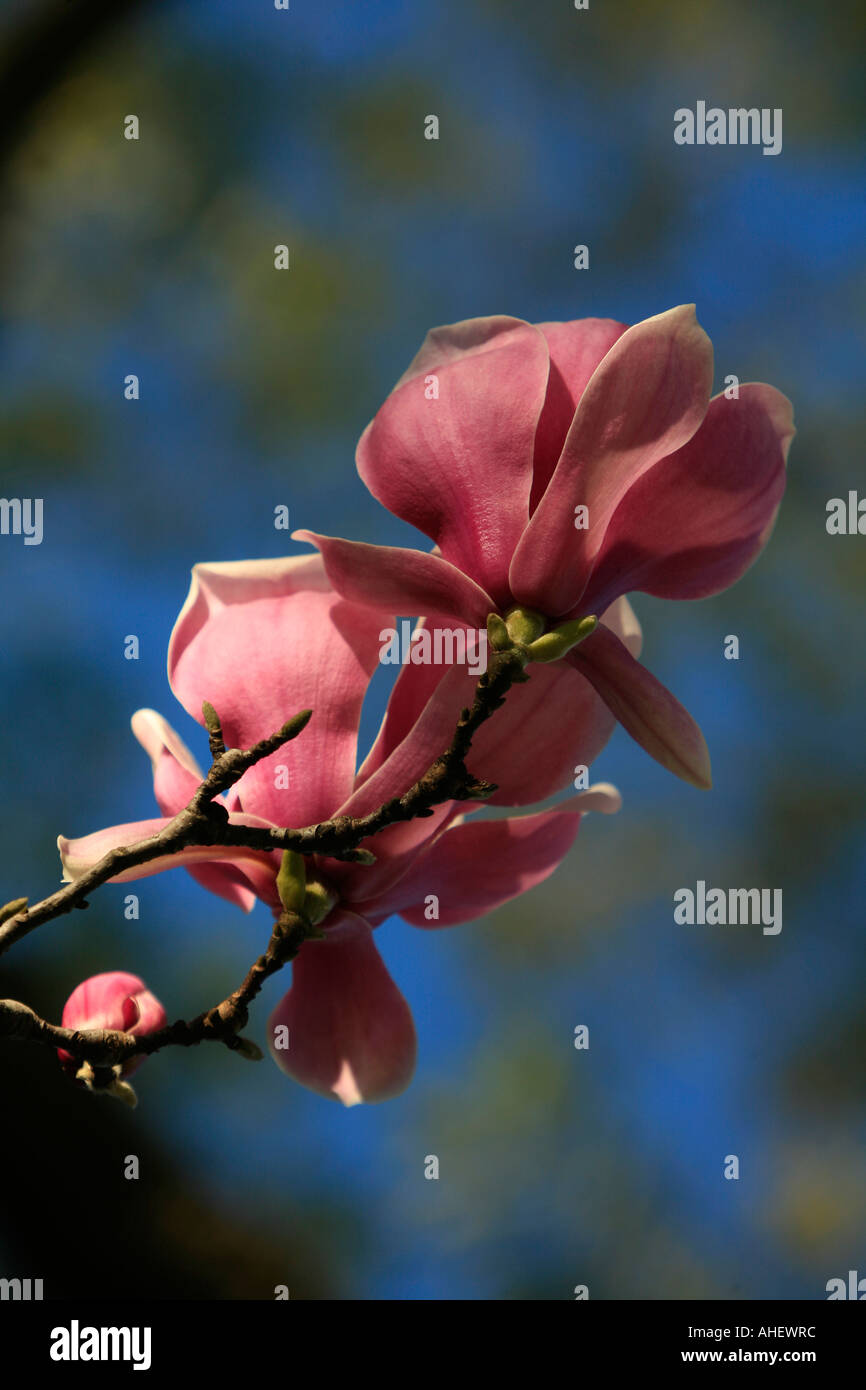 Un magnolia rose en fleurs sur une belle journée de printemps ensoleillée Banque D'Images