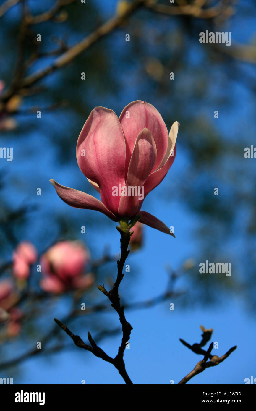 Une rose parfaite dans magnolia fleur sur une belle journée de printemps ensoleillée Banque D'Images