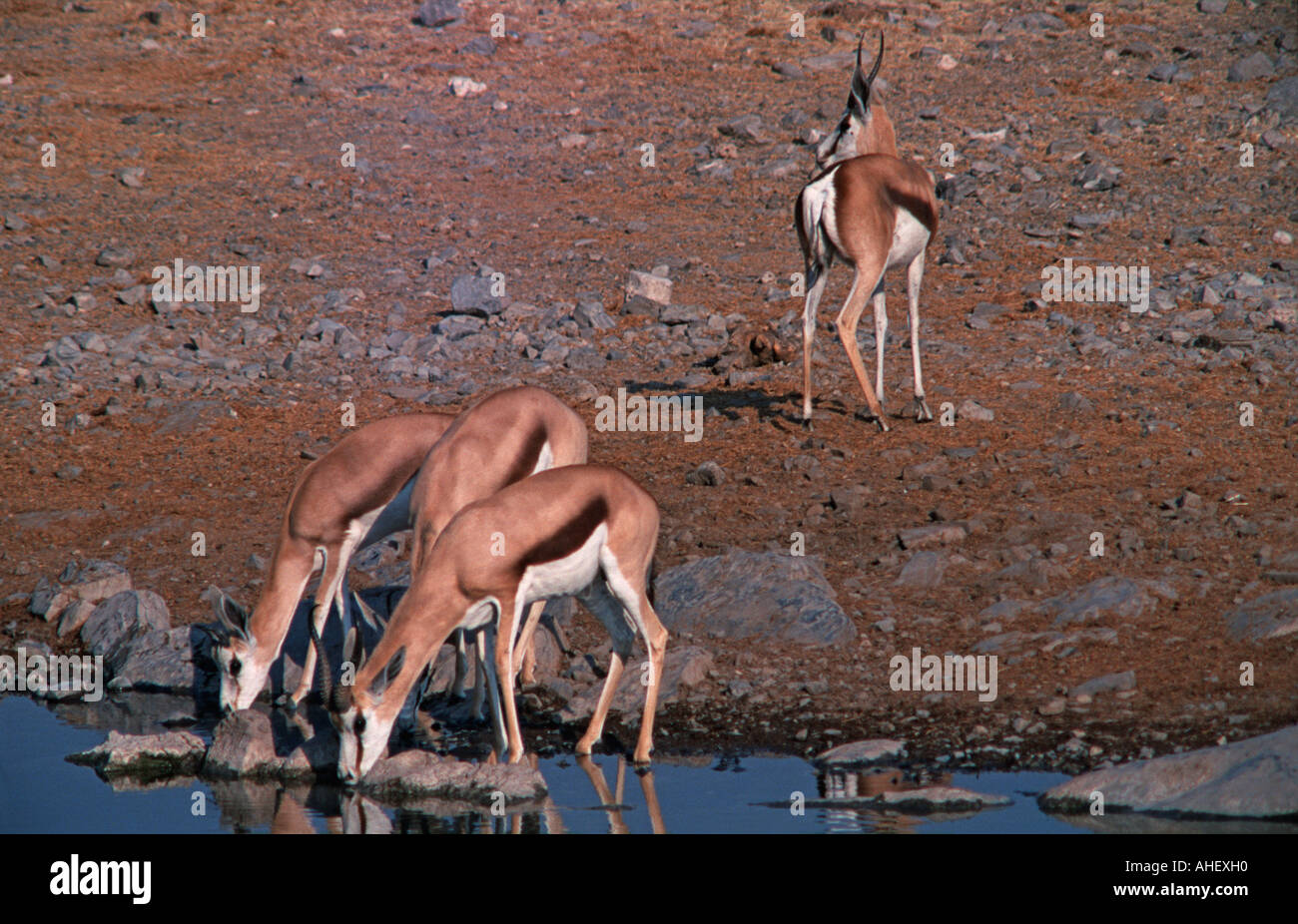 Waterhole Halali camp Halali d'Etosha Namibie Springboks Afrique Afrique Namibie boisson en aube Banque D'Images