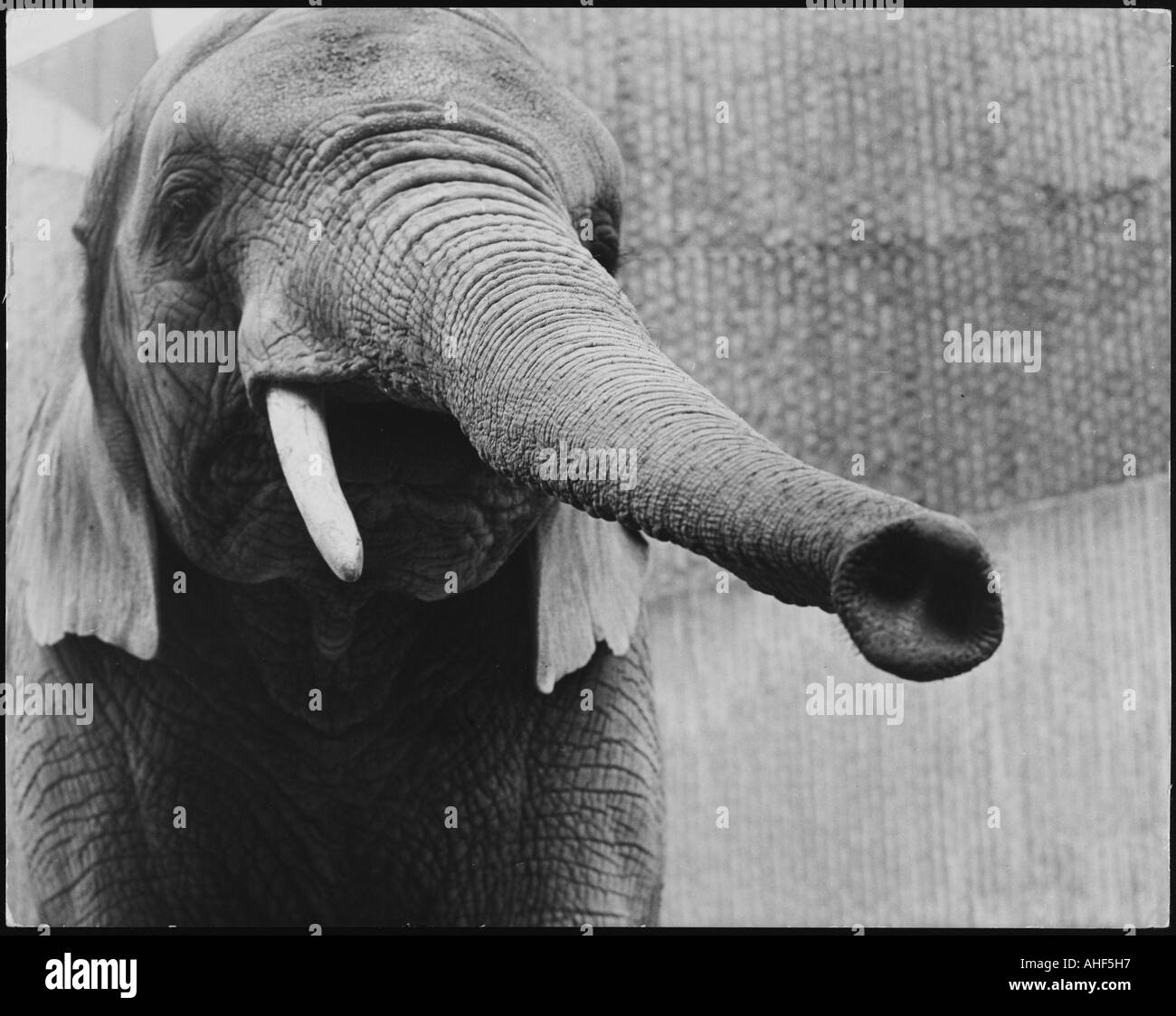 Tronc d’éléphants Banque D'Images