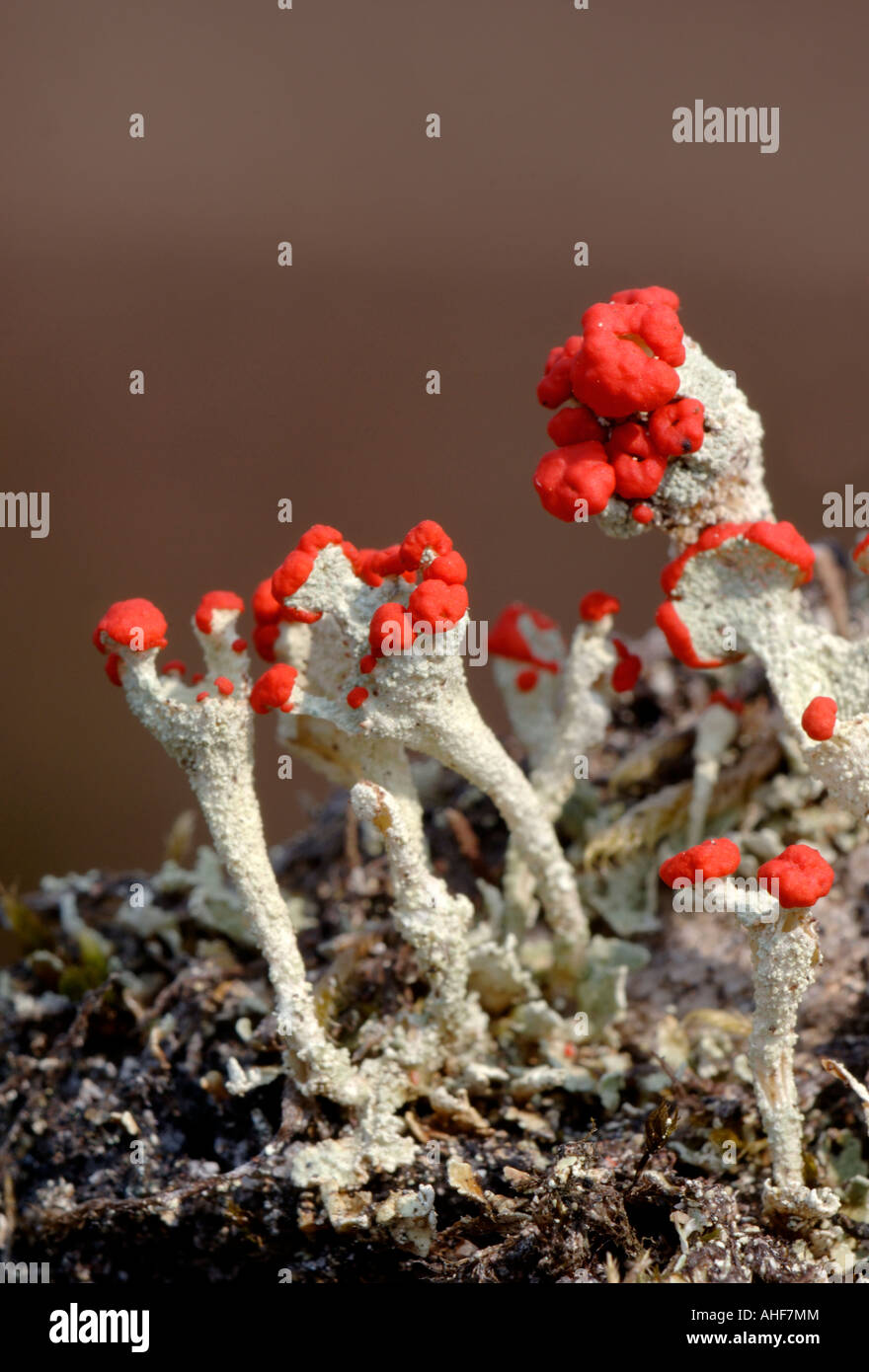 Cladonia bellidiflora highlands Ecosse Banque D'Images