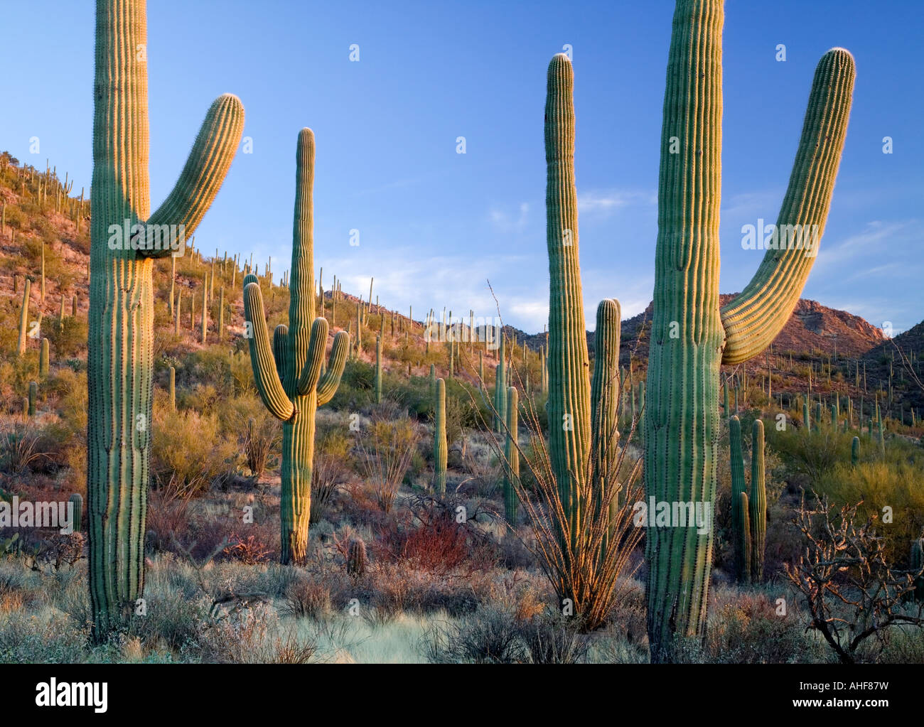 Saguaro cactus en désert de Sonoran près de Tucson, l'unité de l'Ouest, Saguaro National Park, Arizona USA Banque D'Images